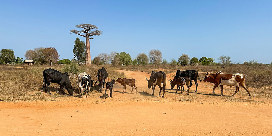 Dry Season with Good Road Conditions