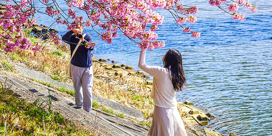 Visitors Taking Photos by Cherry Trees in Kyoto