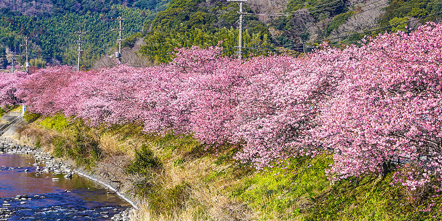 Blooming Flowers along Yodo Waterway