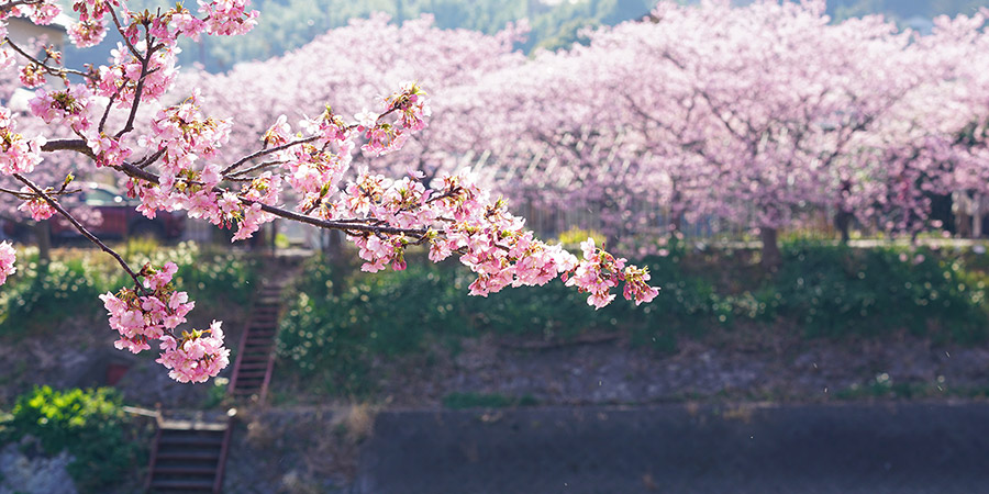 Sakura by Sahogawa River