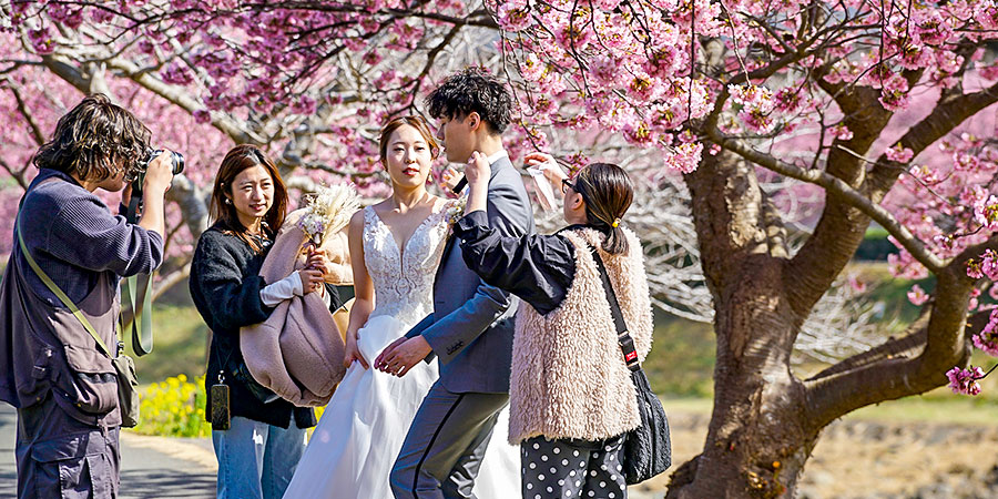 Tourists Admiring Sakura