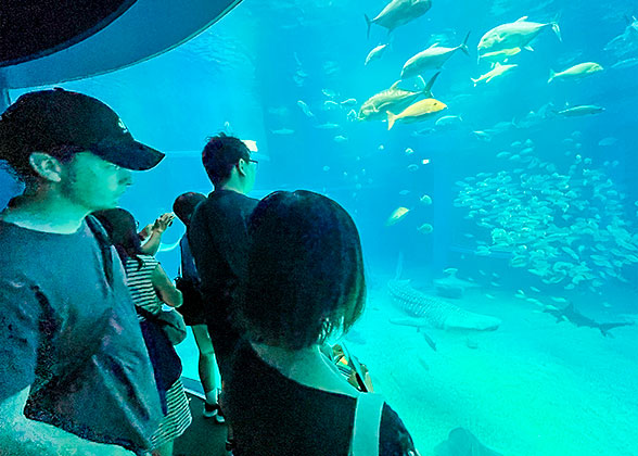 Tourists watching the beautiful fish