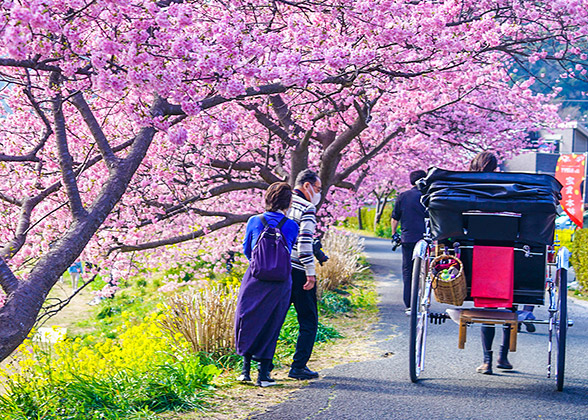 Cherry Blossoms in Kyoto