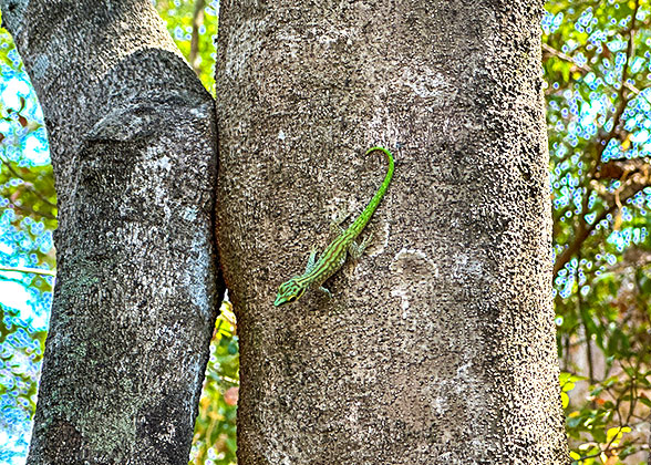 Endemic Animal in Tsingy de Bemaraha