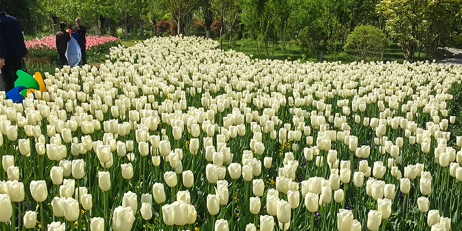 Tulips adorn the landscapes of Kazakhstan.