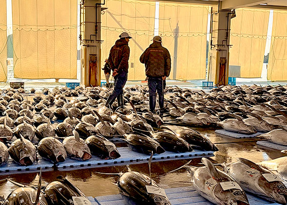 Tuna Auction in Japan Tuna Auction in Japan
