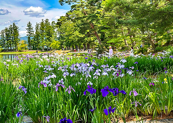 Beautiful Ueno Farm in Summer