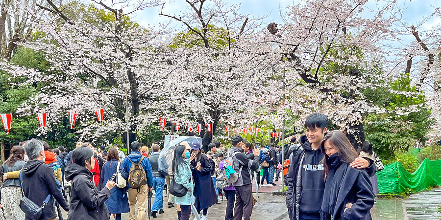 Enjoy Cherry Blossoms at Ueno Park in Tokyo