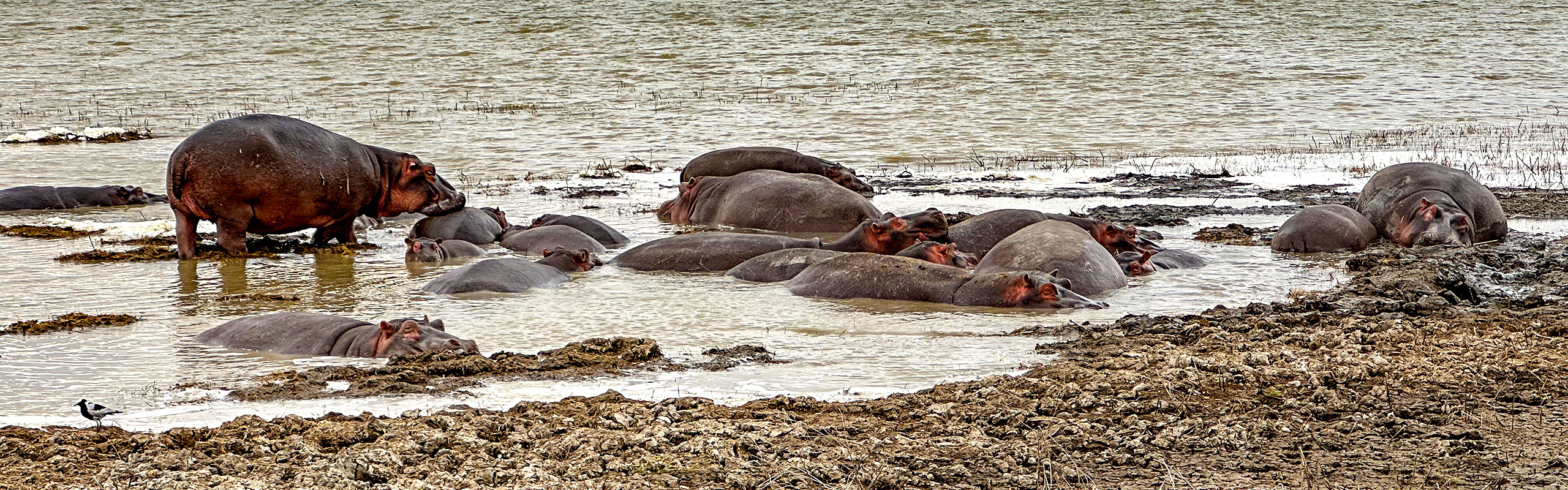 Hippos in Uganda