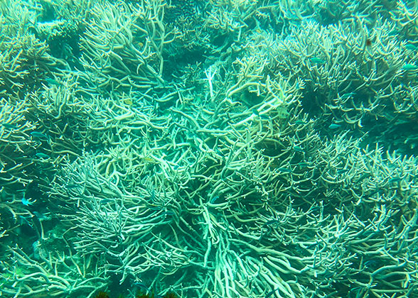 Undersea View of Antsiranana