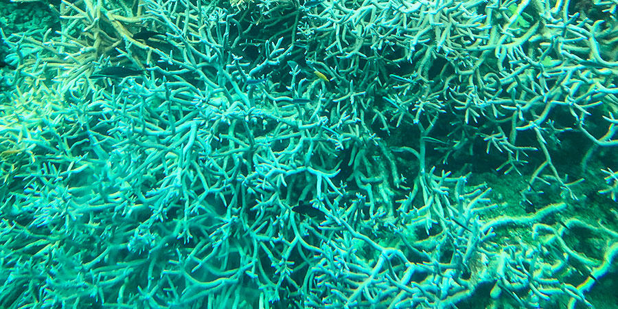 Undersea View of Antsiranana