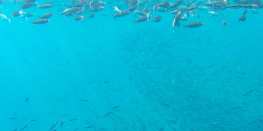 Amazing Undersea World