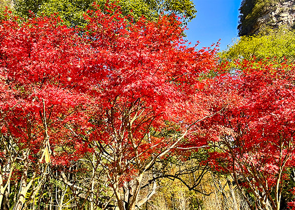 Red Foliage in Deep Autumn of Uzbekistan