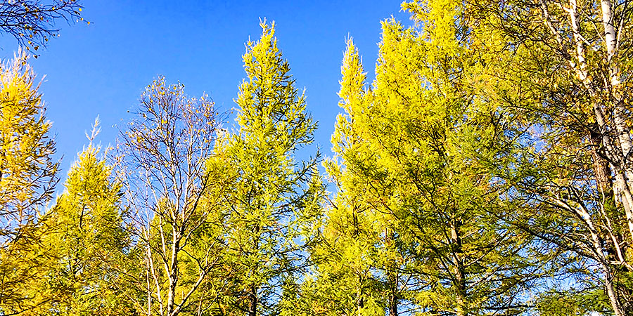 Trees begin to turn golden in September.