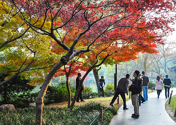 Uzbekistan's Colorful Autumn