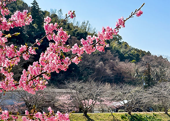 Vietnam Cherry Blossoms