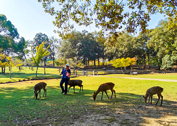 Visit Nara Park