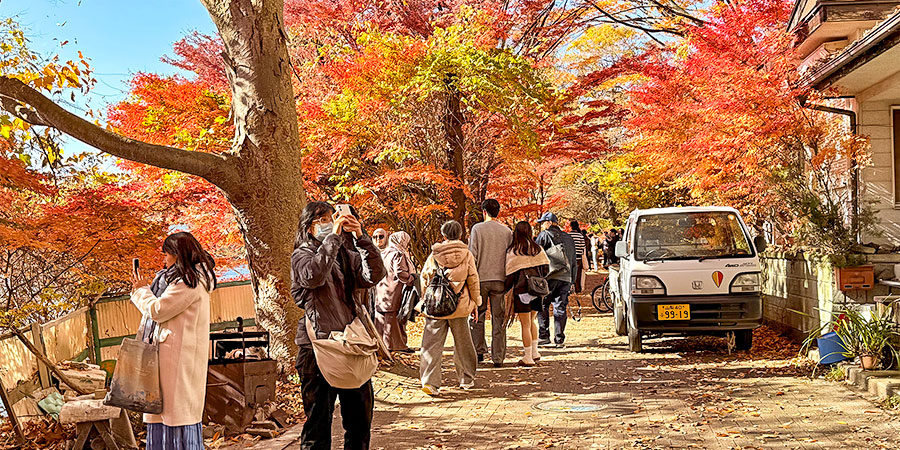 Colorful Fall Leaves
