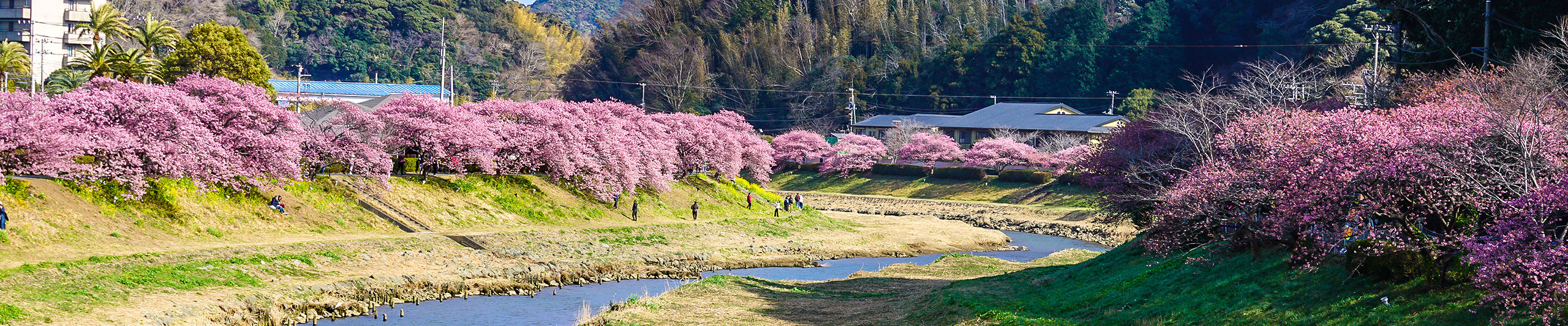 Wakayama Cherry Flower Season Wakayama Cherry Flower Season