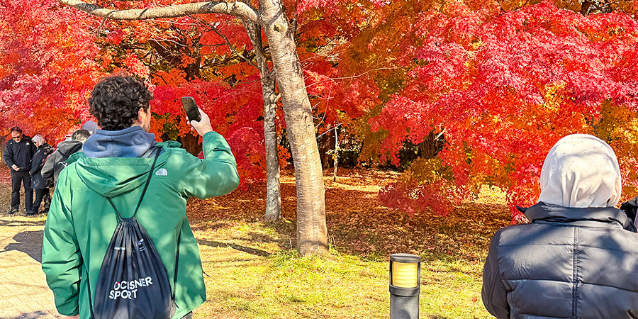 Vivid Autumn Foliage