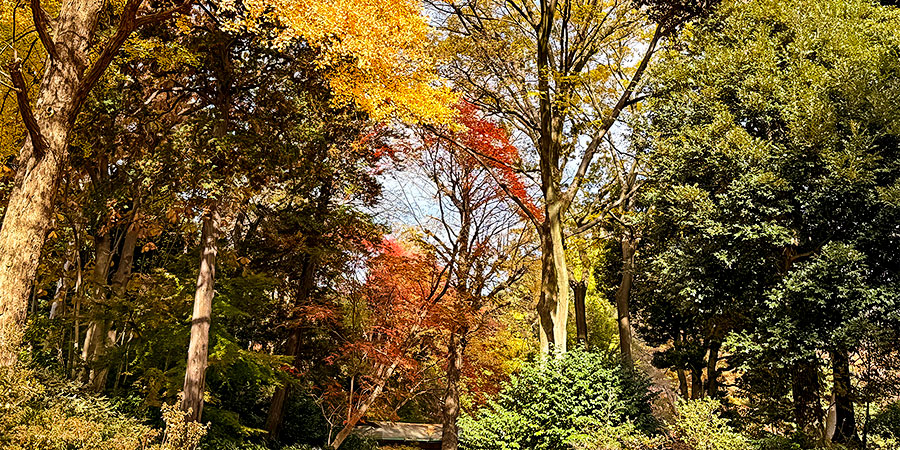 Autumn Scene in October