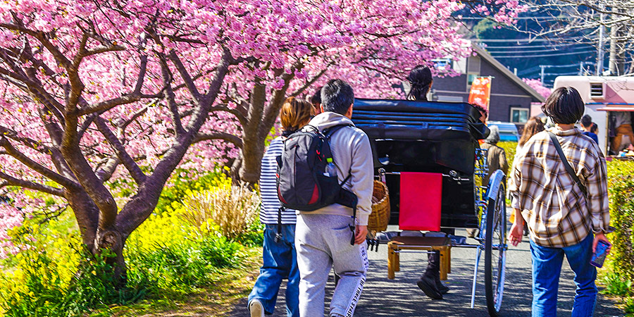 Cherry Flowers along Philosopher Path