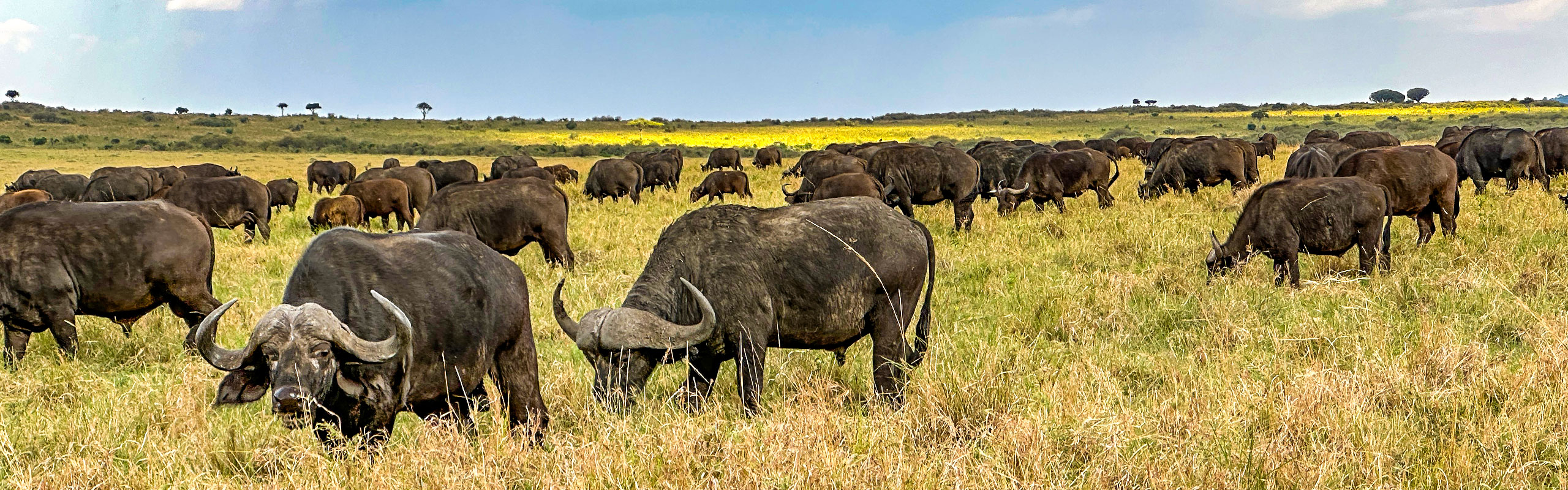 Buffaloes in Rwanda