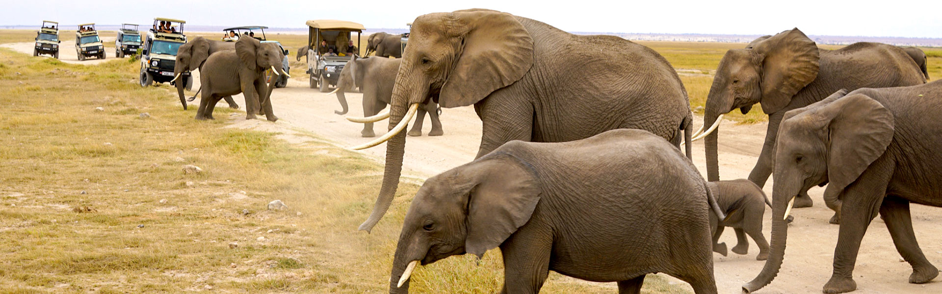 Elephants in Zimbabwe