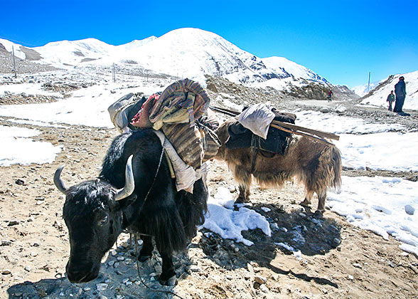 Meeting Yacks on the Way Trek to Yak Kharka
