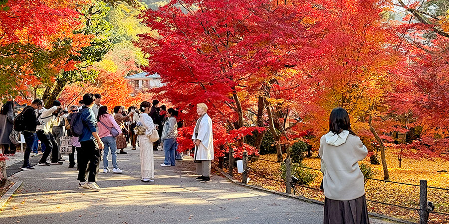 Autumn Leaves in Yokohama