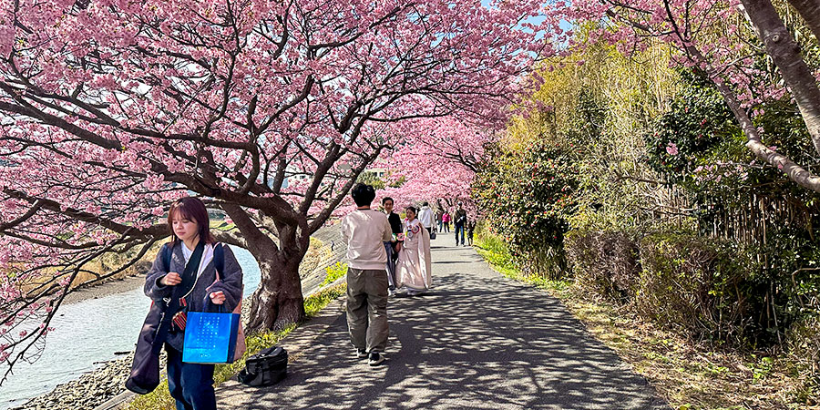 Watching Cheery Flowers in Sunny March