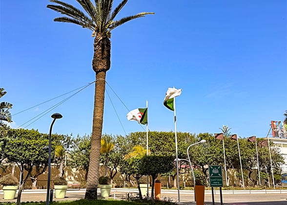 Clear Days in Algiers in August