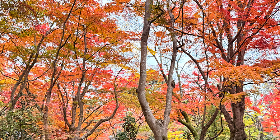 Autumn leaves at Amami Islands
