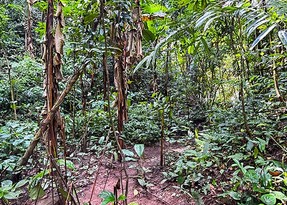Hike in Amazon