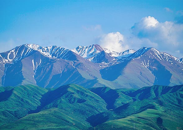 Distant Andean Patagonian Forest