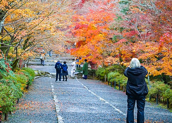 Maple-Carpeted Mountain Path