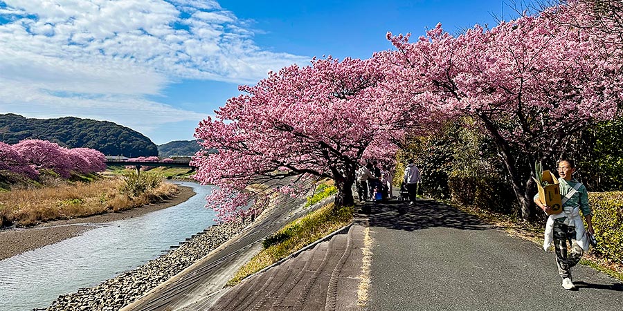 Cherry Blossoms Along Riverbank