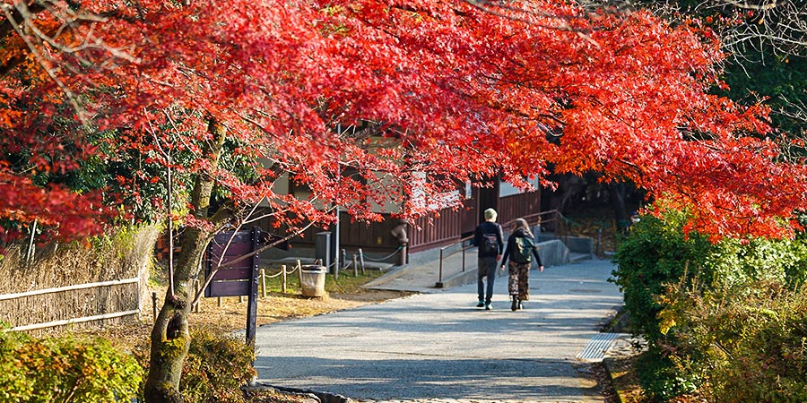 Autumn Foliage in Fushimi Inari