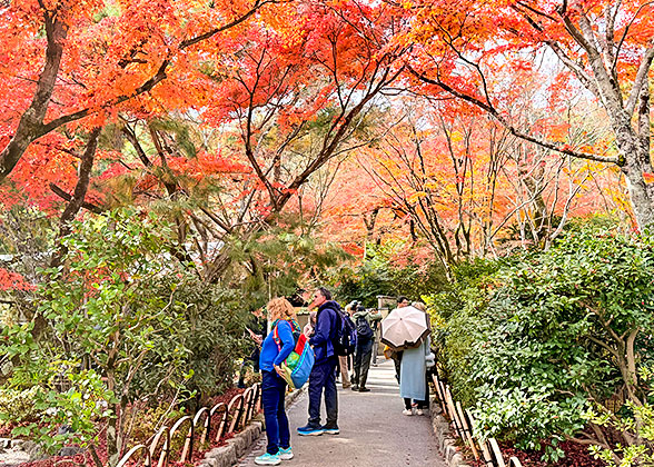 Autumn Leaves at Enoshima Jinja Shrinejia
