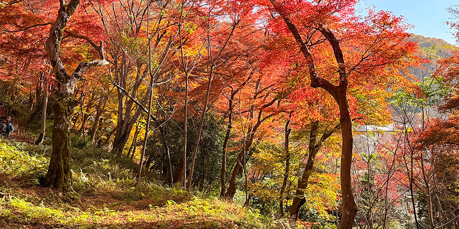 Autumn Leaves at Mount Rokko