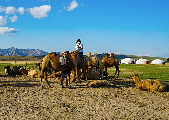 Bactrian Camels in Mongolia