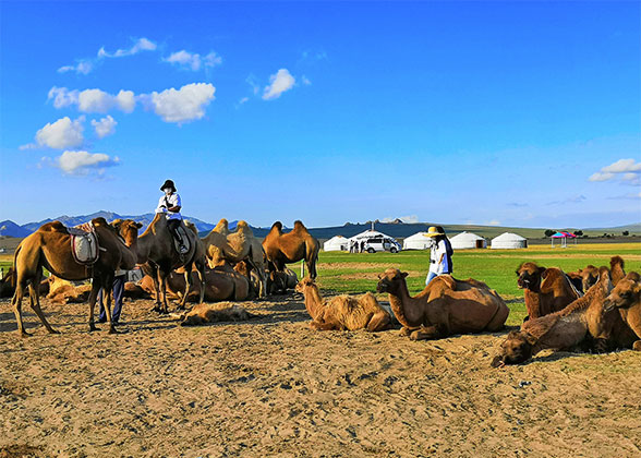 Bactrian Camels in Mongolia