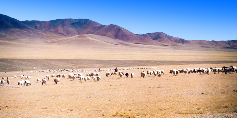 Barren Terelj in Early Spring