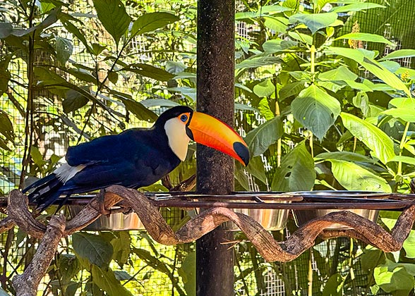 Iguazu Bird Park