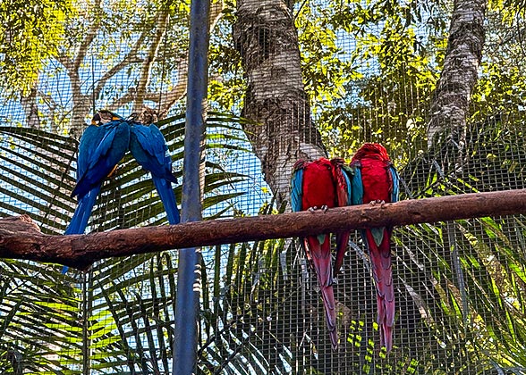 Iguazu Bird Park