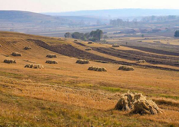 Brown Grassland in October