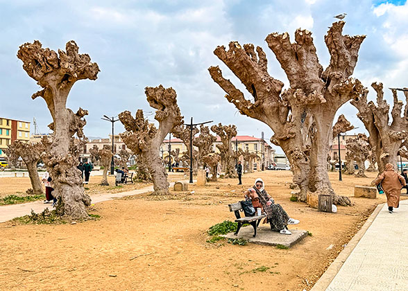 Cherchell City Square