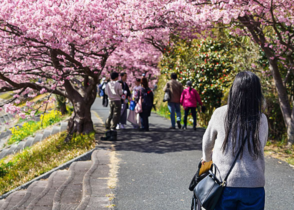 Cherry blossoms at Fukuoka Castle