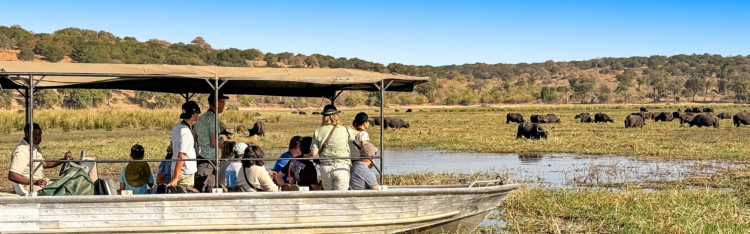 Buffalos in Chobe National Park
