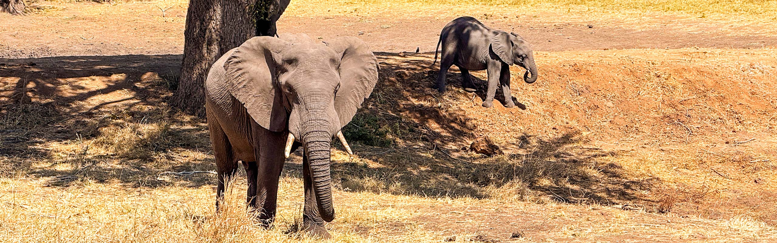 Elephants in Chobe National Park